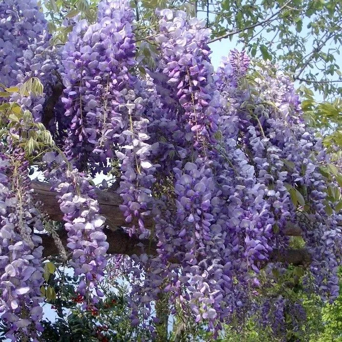 Glycérine Végétale